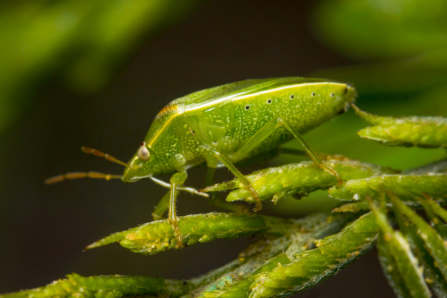 Red Banded Stink Bug Barbados